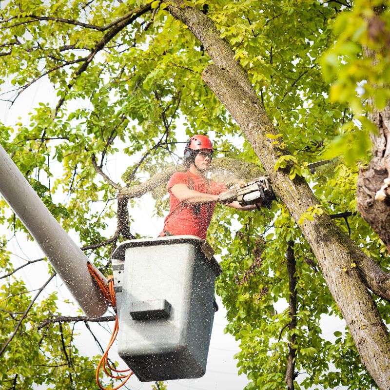 A man wearing a red shirt is skillfully cutting down a tree, demonstrating expertise crucial for effective digital marketing for tree services.