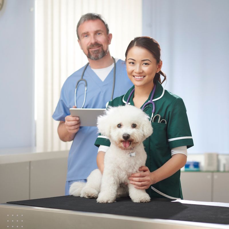 Veterinary professionals in scrubs holding a dog, representing compassionate care and expert digital marketing for vets.